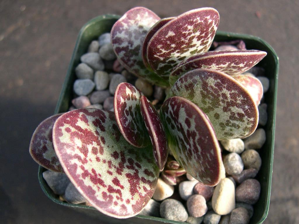 adromischus-maculata.jpg