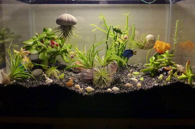 aquarium-mini-garden.jpg