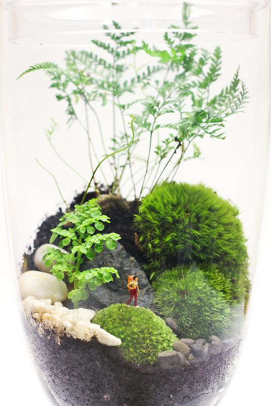 aquarium-mini-garden_1.jpg