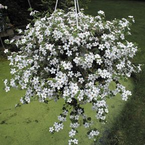 bacopa.jpg