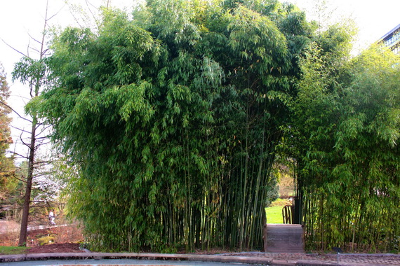 bambusz.jpg