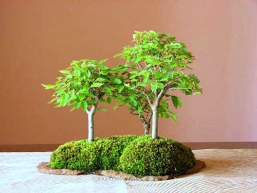 bonsai_1.jpg