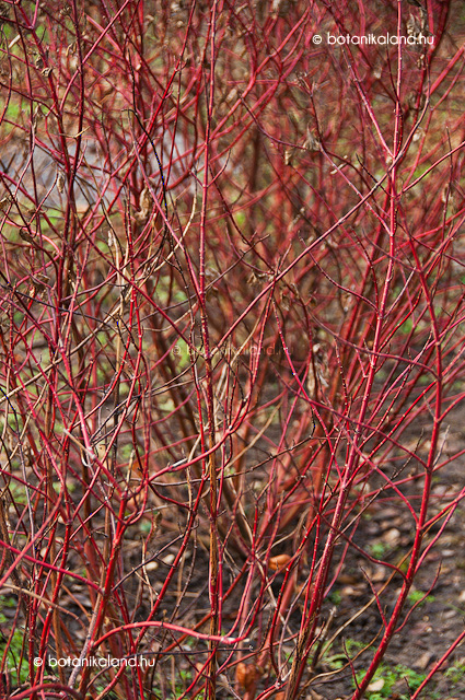 cornus.jpg