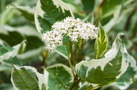 cornus2.jpg