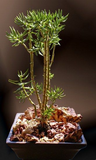 crassula-tetragona2.jpg