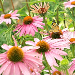 echinacea.jpg