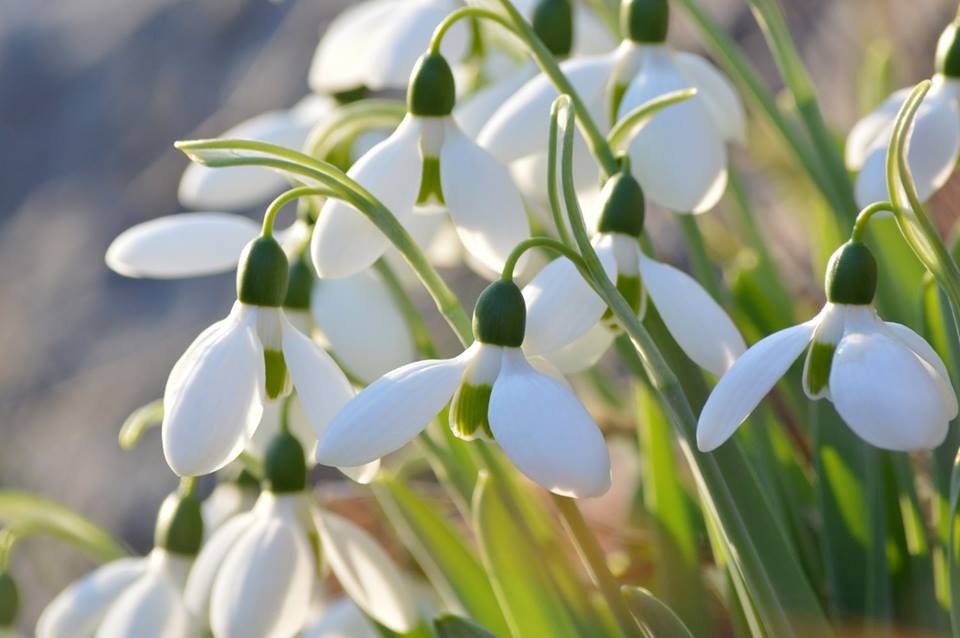 galanthus.jpg