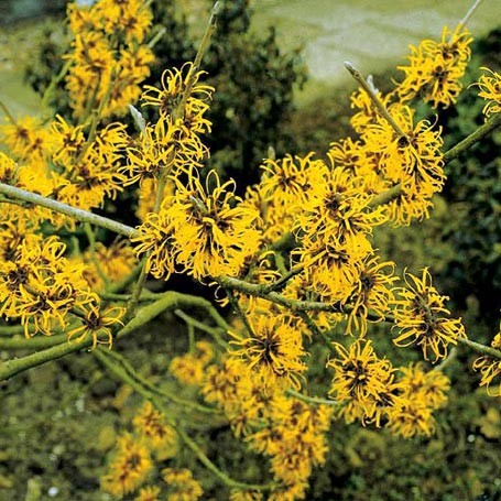 hamamelis.jpg