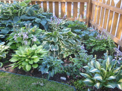 hosta_1.jpg