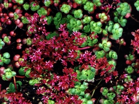 sedum-spurium-purpurteppich.jpg