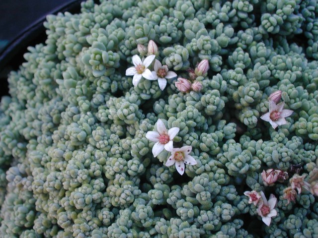 sedum_dasyphyllum_2.jpg