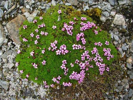 silene_acaulis.JPG