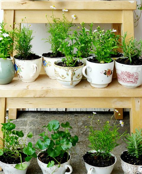 teacup-herb-garden.jpg