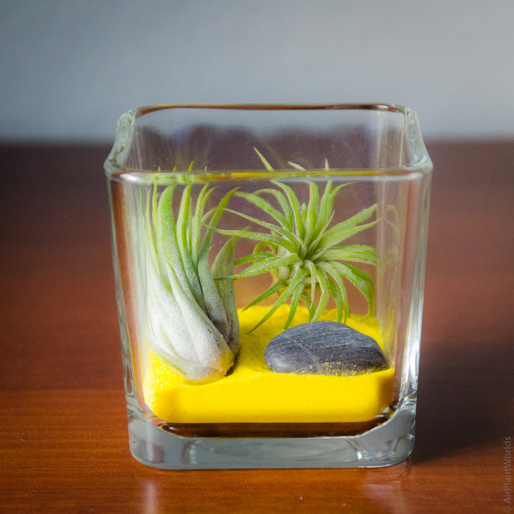 tillandsia1.jpg