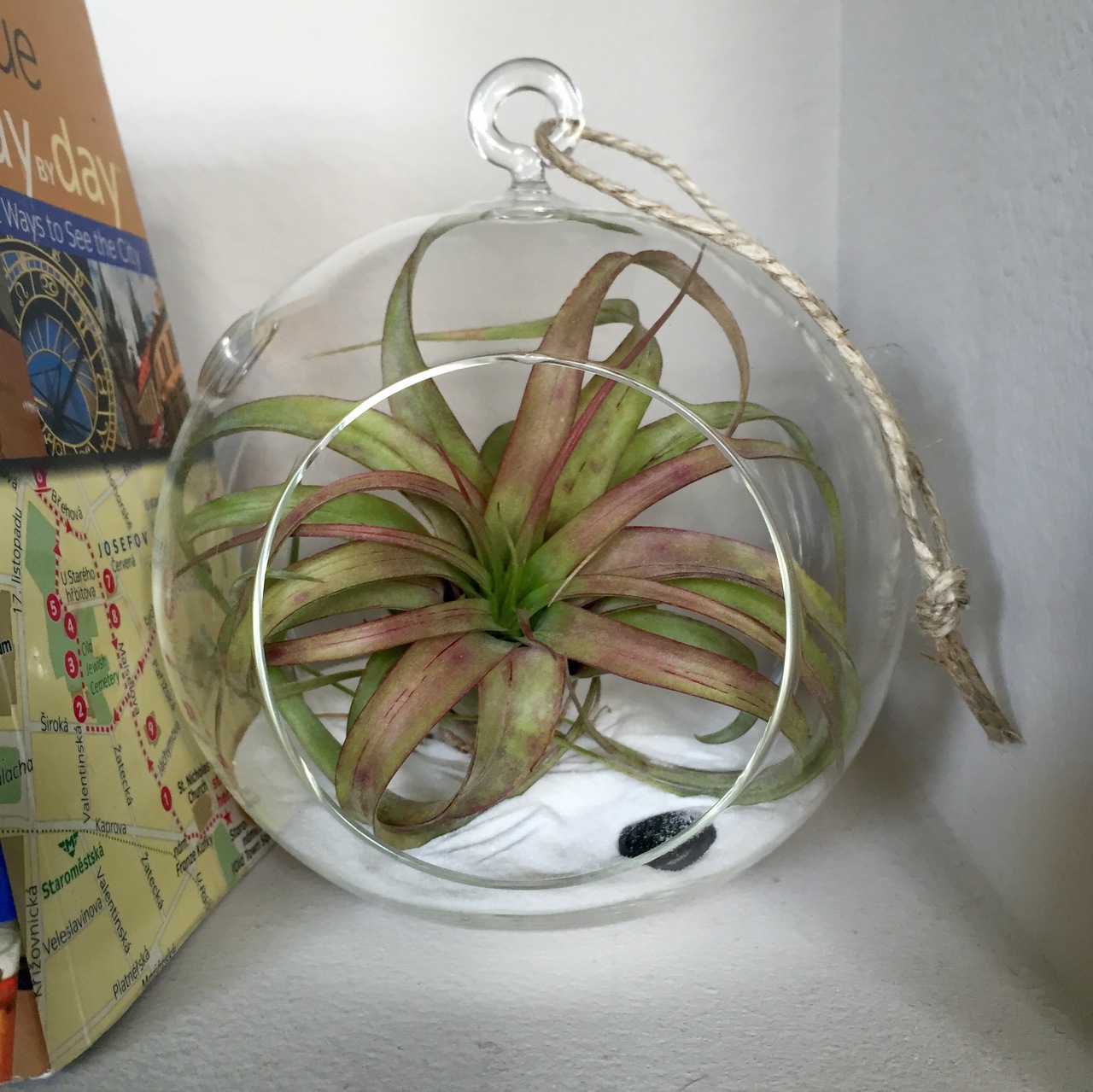 tillandsia3.jpg