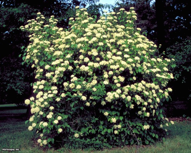 viburnum.jpg