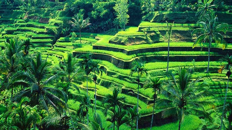 rice-fields-bali_tegallalang-rice-terraces.jpg
