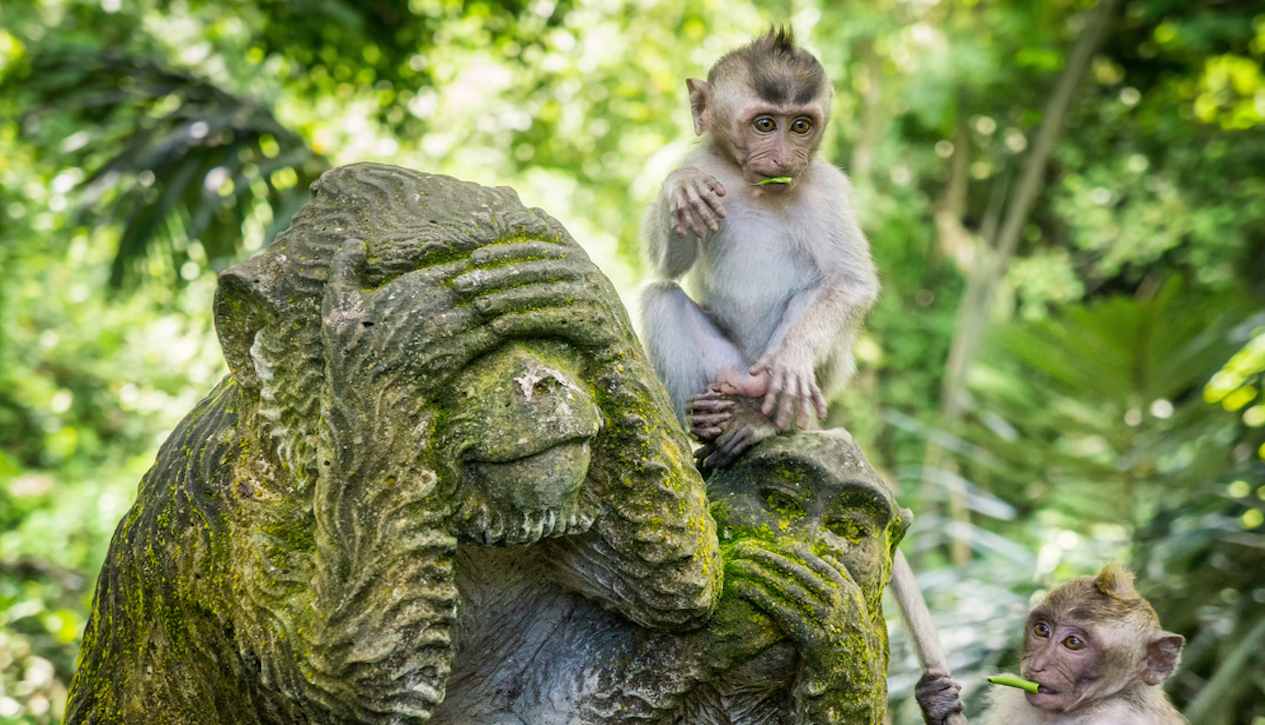 sacred-moneky-forest_ubud_bali.jpg