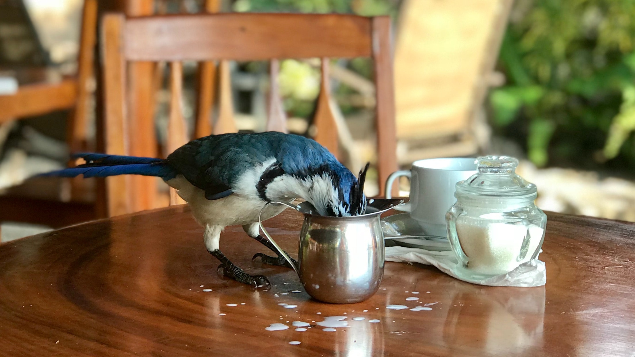 bird-beside-container-on-the-table-1058939.jpg