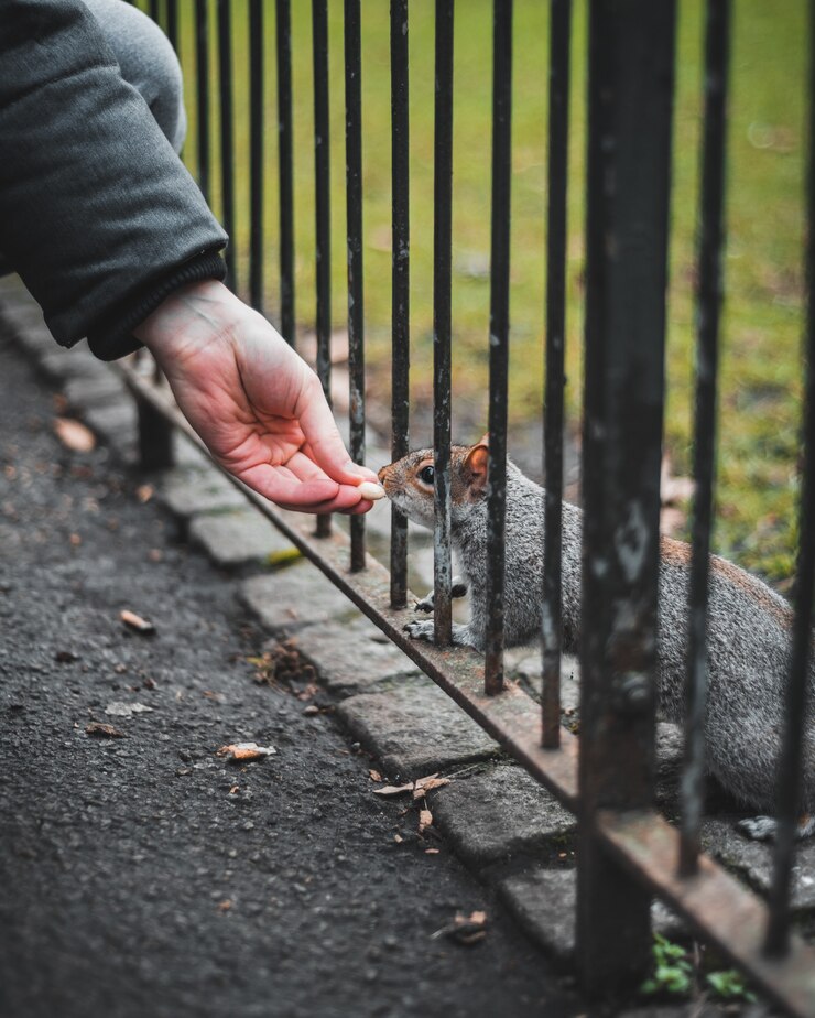 close-up-hand-person-feeding-squirrel_181624-10125_1.jpg