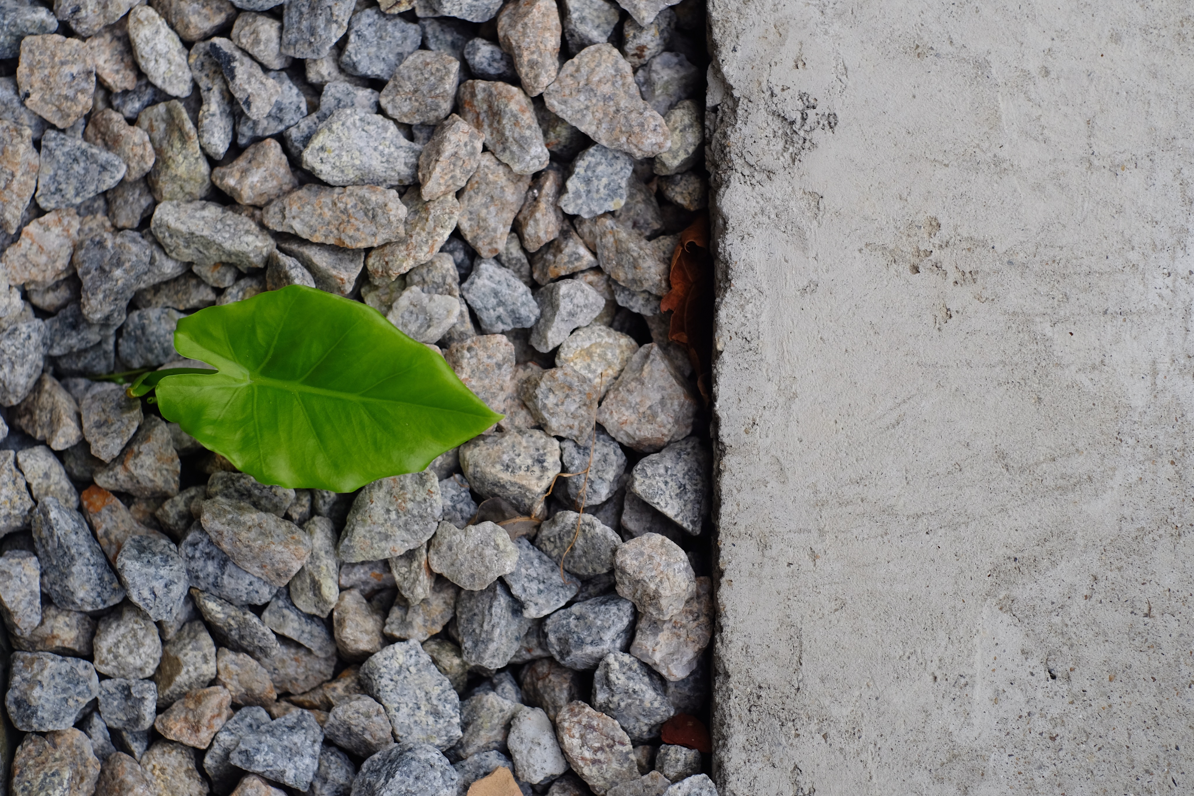 close-up-leaves-stone-wall.jpg