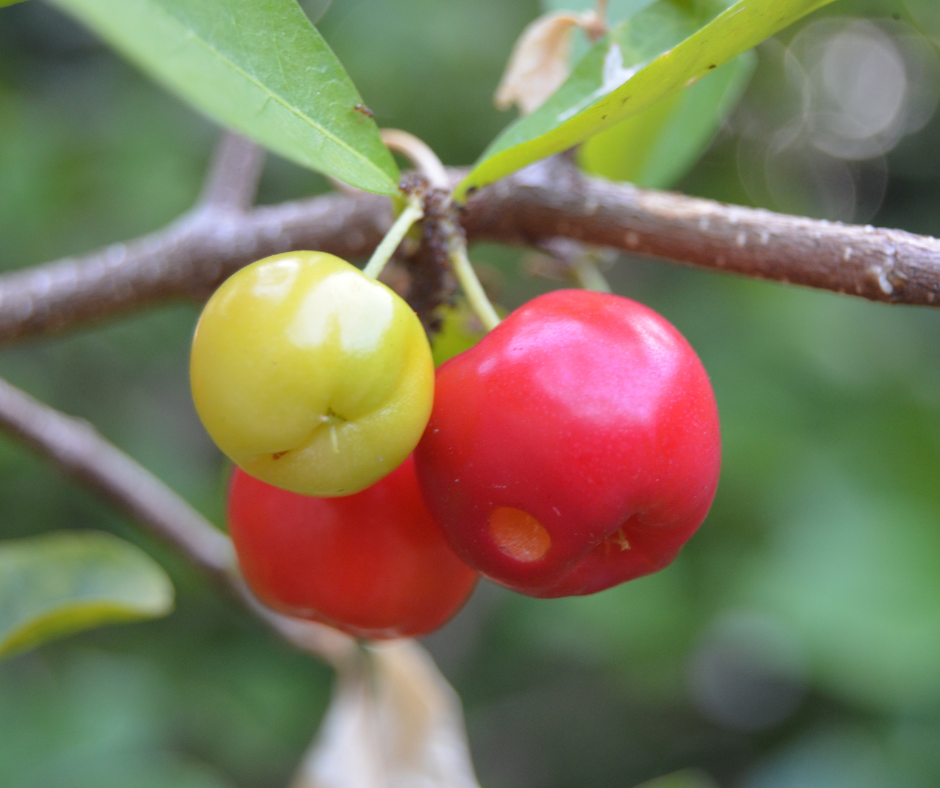 acerola_immunavita_termeszetes_c_vitamin_betterstyle-bluenature_soosanita_anitasoos_hu.png