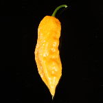 bhut_jolokia_peach.jpg