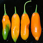 capsicum_aji_amarillo.jpg