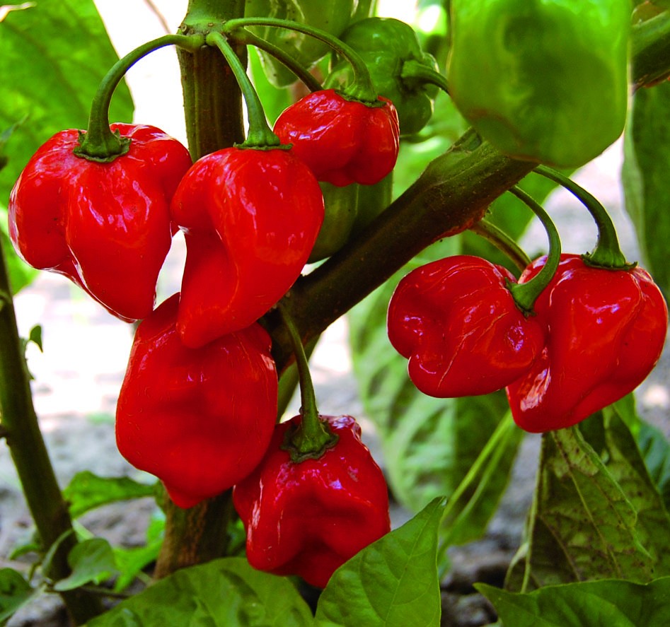 red_habanero.jpg