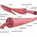 Miopátia vagy Myopathia