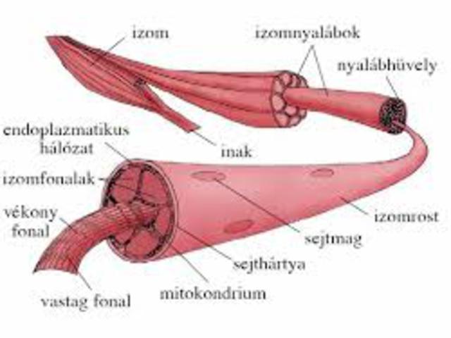 Miopátia vagy Myopathia