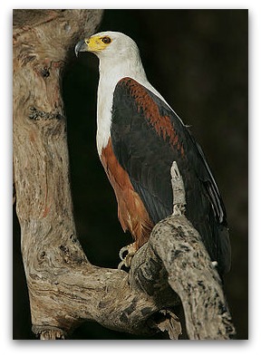 260px-flickr_rainbirder_african_fish_eagle.jpg