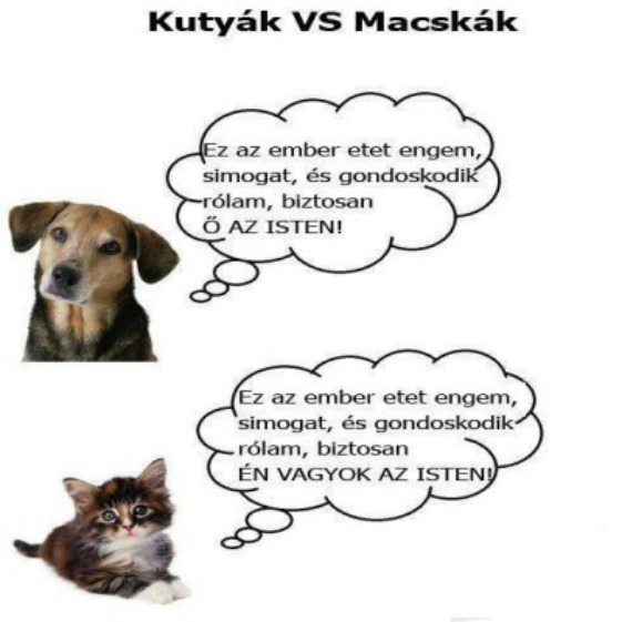 Kutyak-vs-macskak-humoros-kepek.jpg