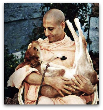 Radhanath_Swami_holding_a_small_calf_.jpg