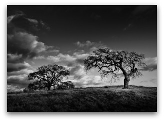 The_Hanging_Tree_by_AugustStudios.jpg