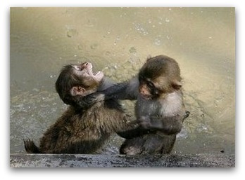 monkey-water-fight.jpg