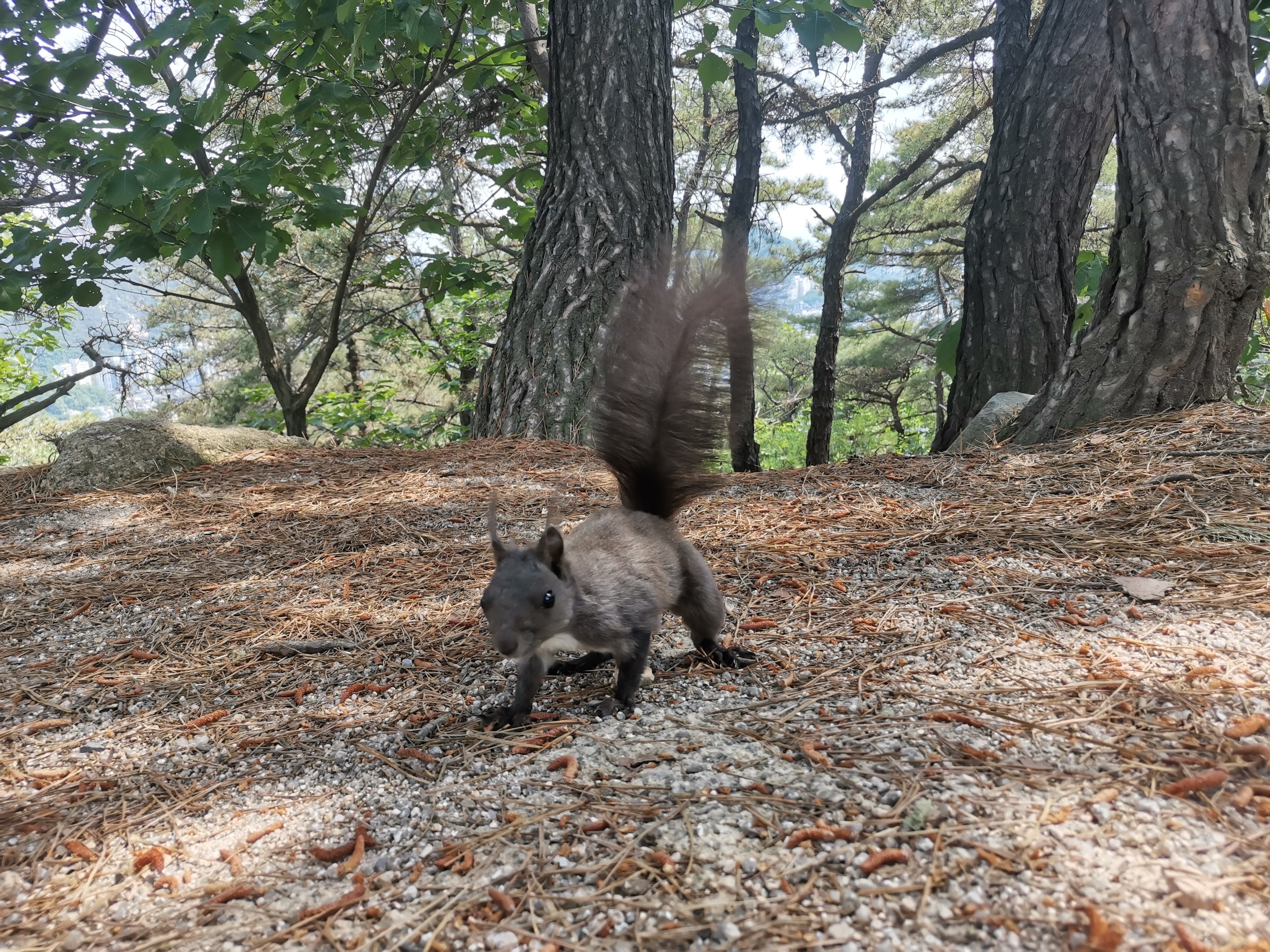 A mókus, akit megszelídítettünk. 