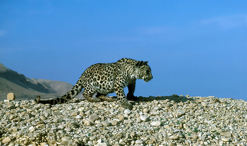 Tudtad, hogy leopárdok éltek a Jordántól keletre?