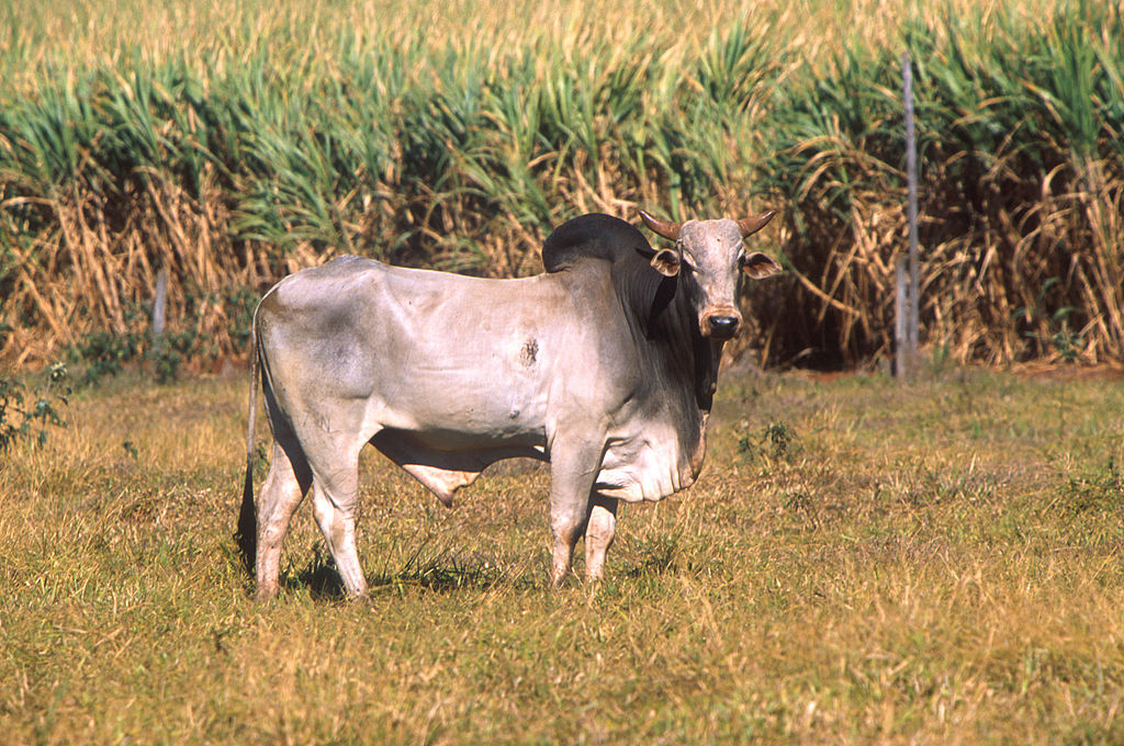 bos_taurus_indicus.jpg