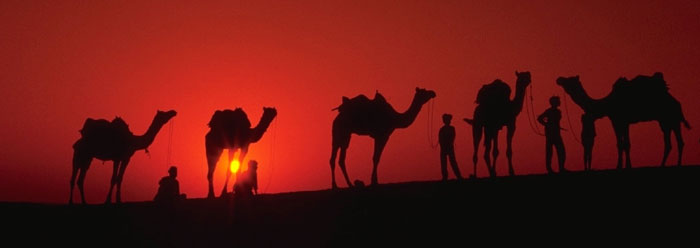 camels_sunset_j0376512_wide.jpg