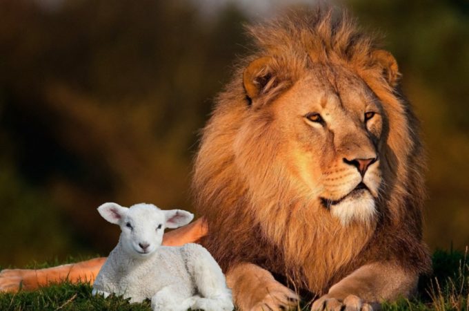 lion-and-lamb-680x450.jpg