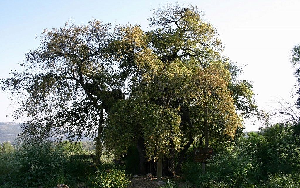 oak-tree-d2983-tzuba--1024x640.jpg