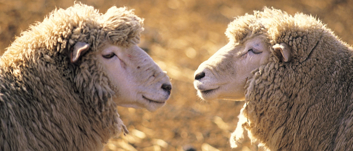 sheep-contactus-16x9-1204x516-c.jpg