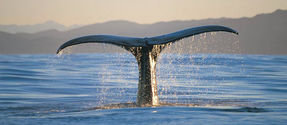 whale-tail.jpg