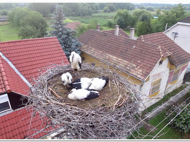Ma reggeli felvétel a kistószegi fészekaljról a természetvédelem szolgálatában