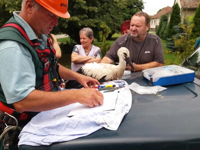 Öt bicskei növendék gólya meggyűrűzése és elnevezése történt ma délelőtt a Kistószegen