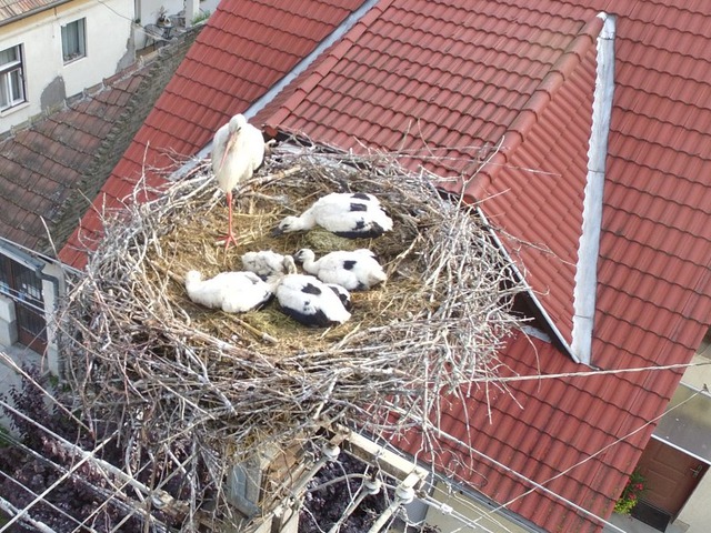 Drónkép a kistószegi fészekaljról - Köszönjük!