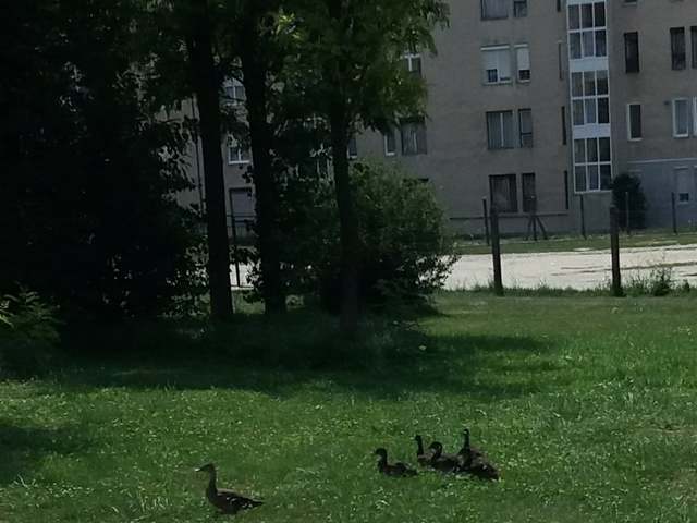 Eltévedt vadkacsa család keresi a helyét a Nagy Károly tér közelében