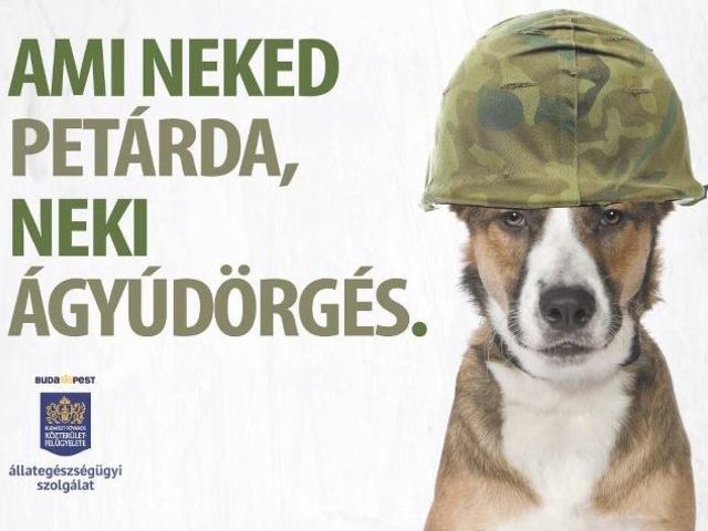 Boldog új évet kívánnak a bicskei kutyák....
