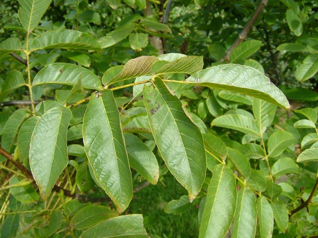 dio_juglans_regia_walnut_tree_leaf_04-09-04.jpg